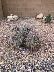 Homalocephala polycephala