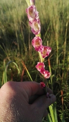 Gladiolus crassifolius