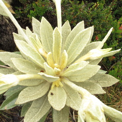Espeletia barclayana