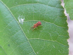 Baliosus vittaticollis