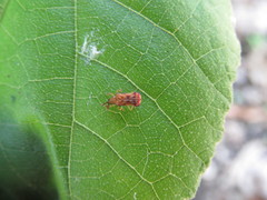 Baliosus vittaticollis