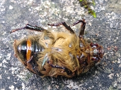 Viridimicus aurescens