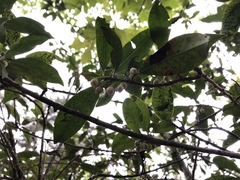 Ternstroemia