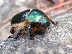 Viridimicus aurescens