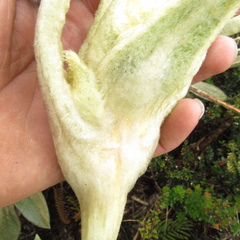 Espeletia barclayana
