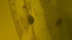 Cypridopsis