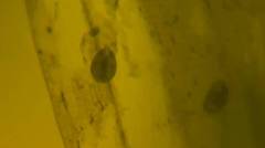 Cypridopsis