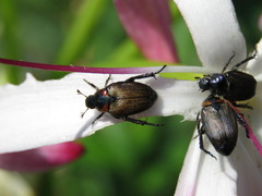 Strigoderma sulcipennis