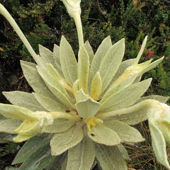 Espeletia barclayana
