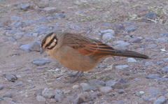 Emberiza capensis