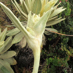Espeletia barclayana
