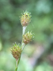 Carex albolutescens