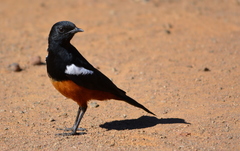 Thamnolaea cinnamomeiventris