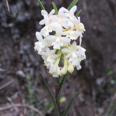 Epidendrum chioneum