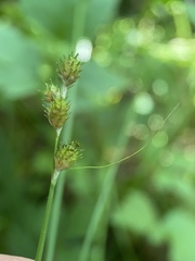 Carex albolutescens
