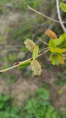 Salix kochiana