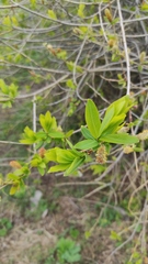 Salix kochiana