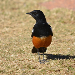 Thamnolaea cinnamomeiventris