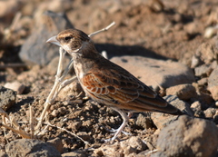 Eremopterix leucotis