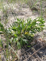 Solidago gillmanii