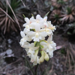 Epidendrum chioneum