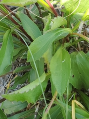 Solidago gillmanii