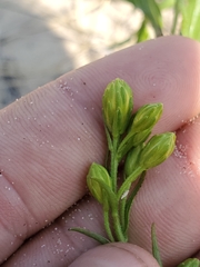 Solidago gillmanii