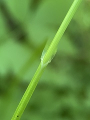 Carex albolutescens