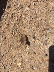 Erynnis icelus