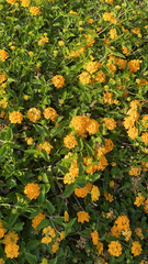 Lantana