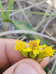 Solidago gillmanii