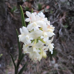 Epidendrum chioneum
