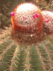 Melocactus intortus