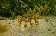 Phycodurus eques