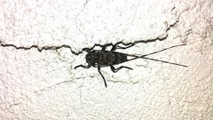 Acanthocinus obsoletus