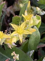 Sedum acre