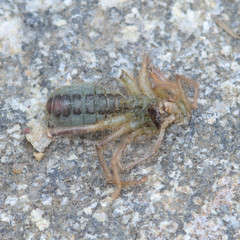 Eremobatinae