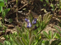 Lupinus bracteolaris