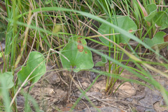 Dichondra recurvata