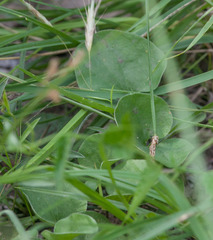 Dichondra recurvata
