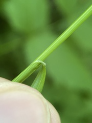 Carex albolutescens