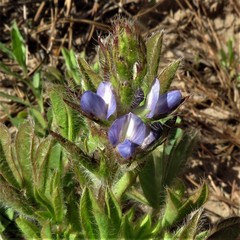 Lupinus bracteolaris
