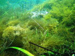 Siphonognathus argyrophanes