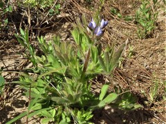 Lupinus bracteolaris