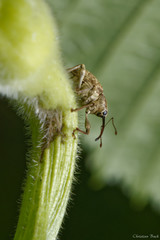 Curculio obtusus