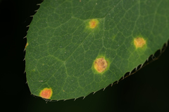 Puccinia graminis