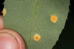 Puccinia graminis