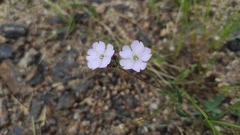 Silene linnaeana