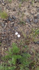 Silene linnaeana