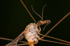 Tipula selene